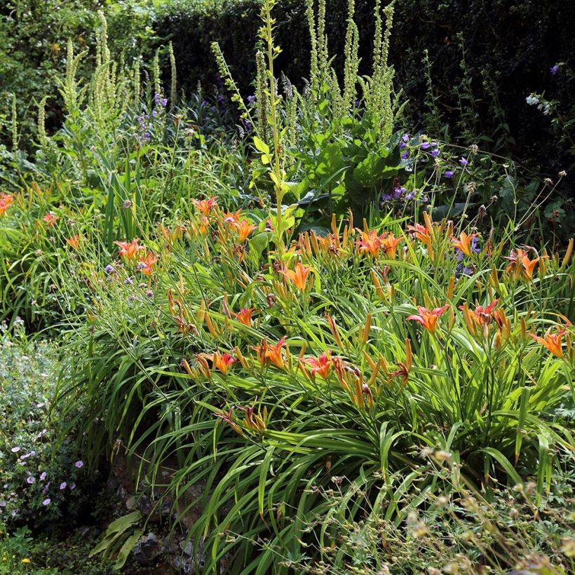 Hemerocallis fulva (Porte)