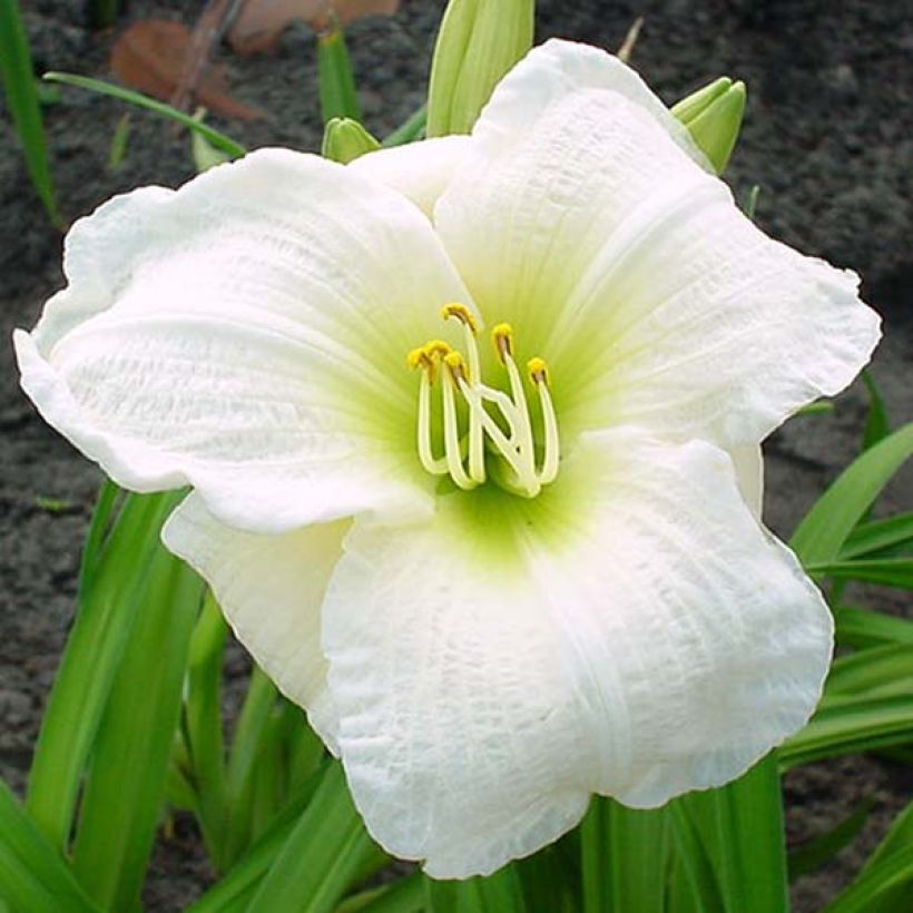 Hemerocallis Gentle Shepherd (Floración)