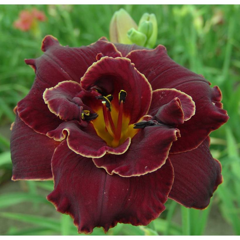 Hemerocallis Night Embers (Floración)