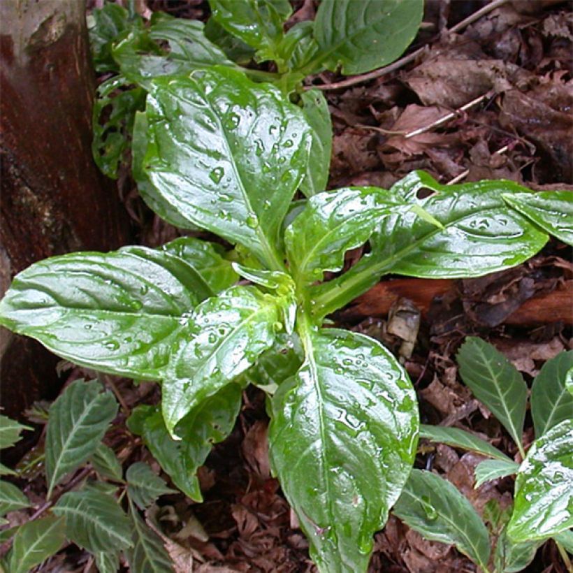 Hemiboea subcapitata (Follaje)