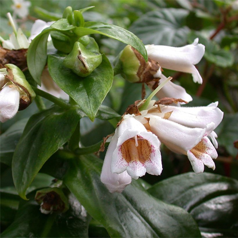 Hemiboea subcapitata (Floración)