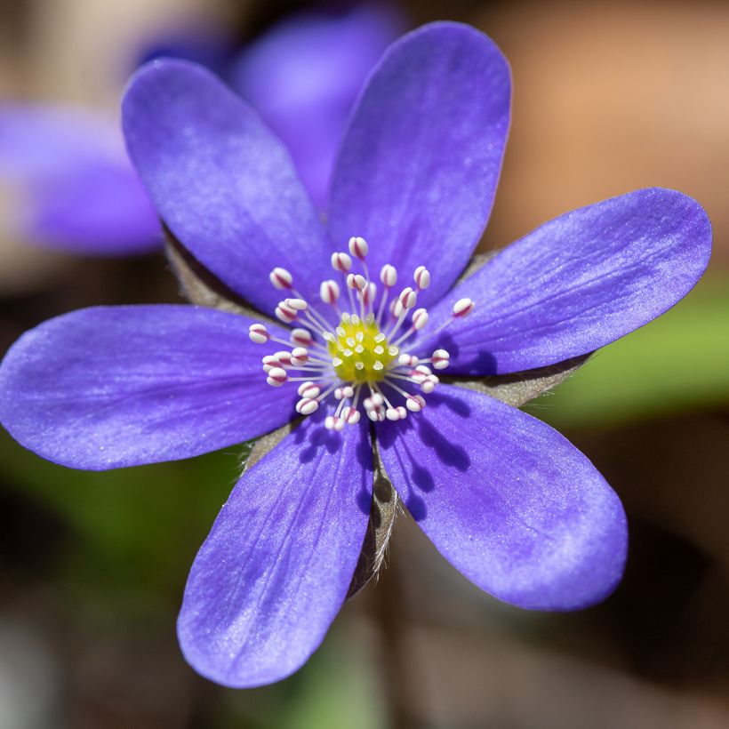 Hepatica nobilis - Hepática común (Floración)