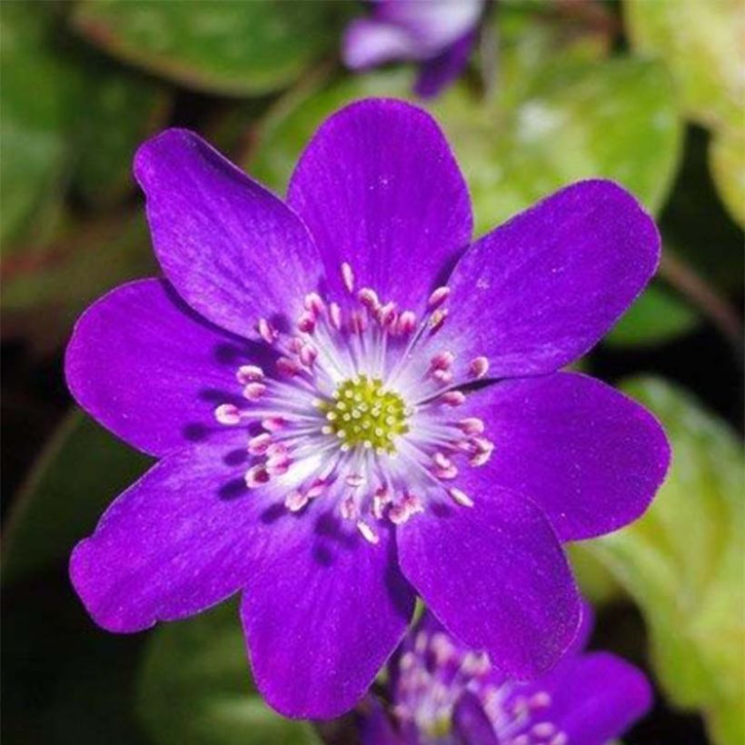 Hepatica nobilis Purple Forest (Floración)