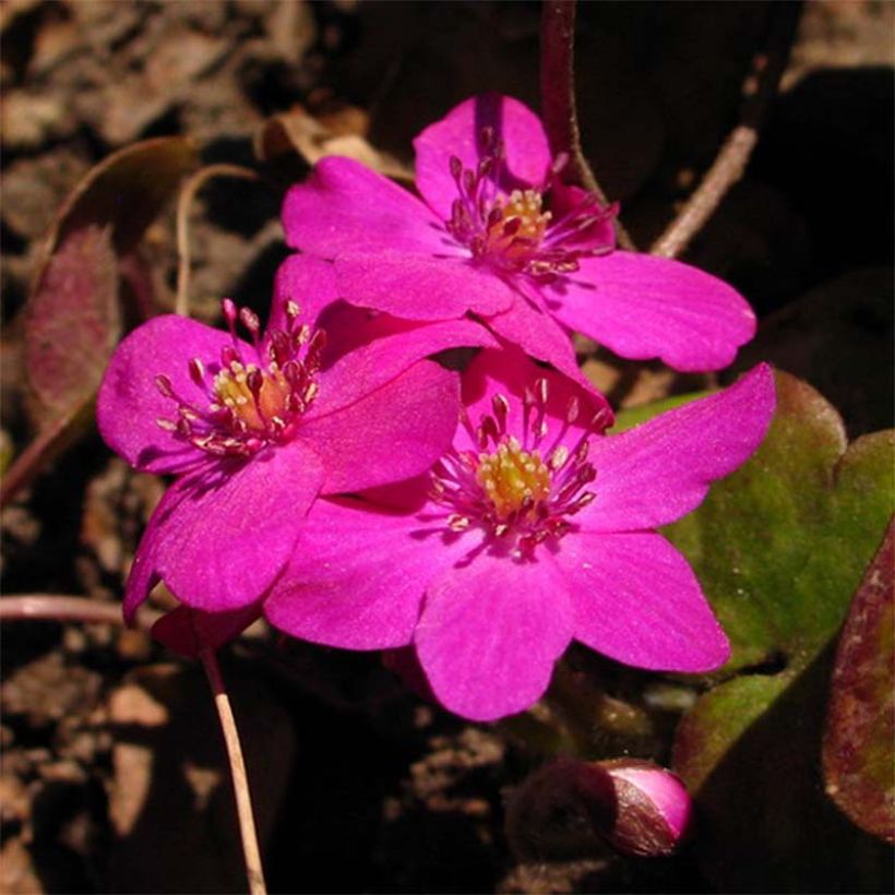 Hepatica nobilis Red Forest (Floración)