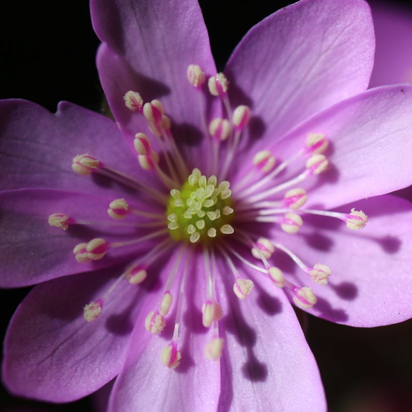 Hepatica nobilis Rosea (Floración)