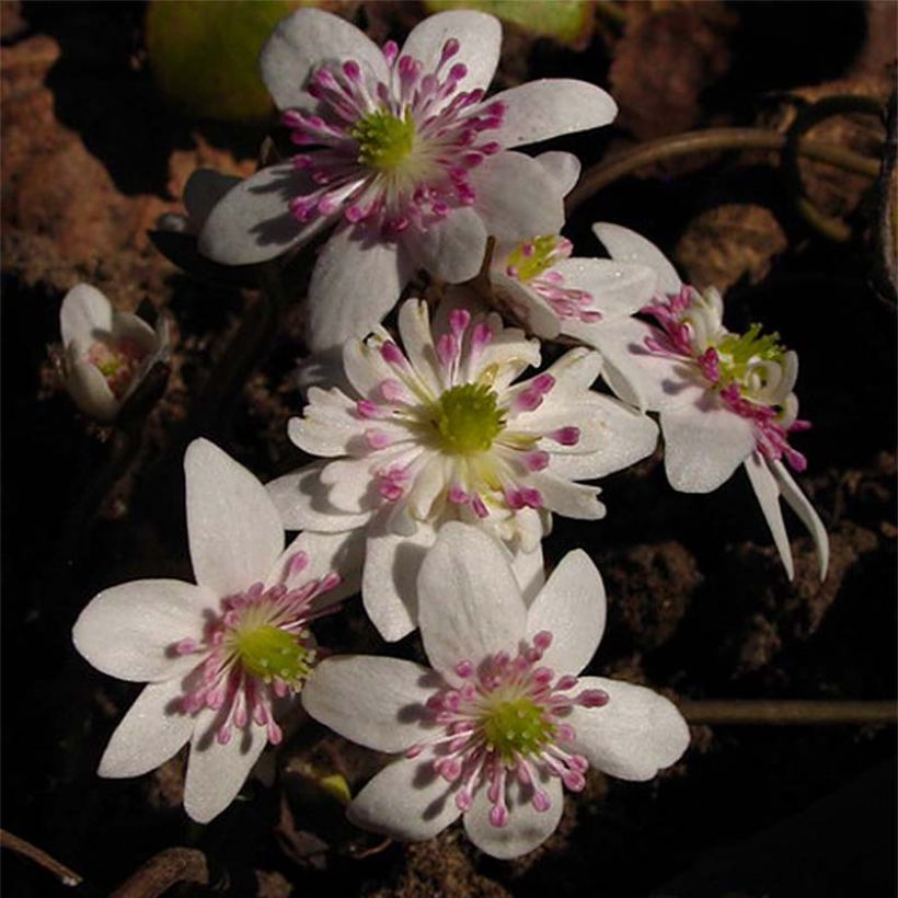 Hepatica nobilis White Forest (Floración)