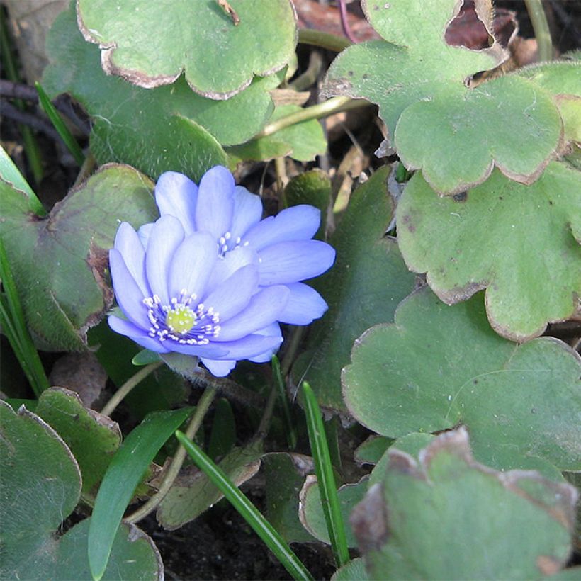 Hepatica transsilvanica De Buis (Follaje)