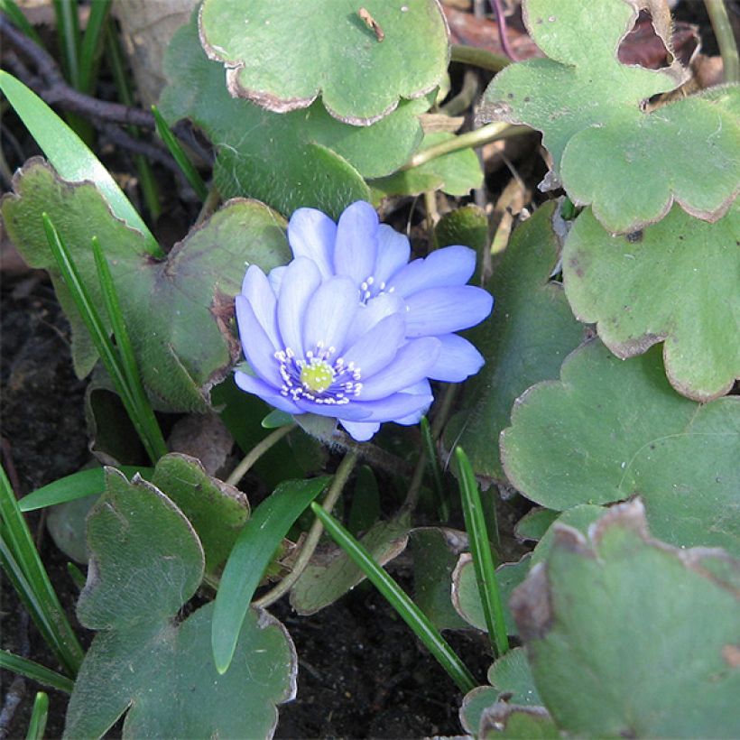 Hepatica transsilvanica De Buis (Porte)