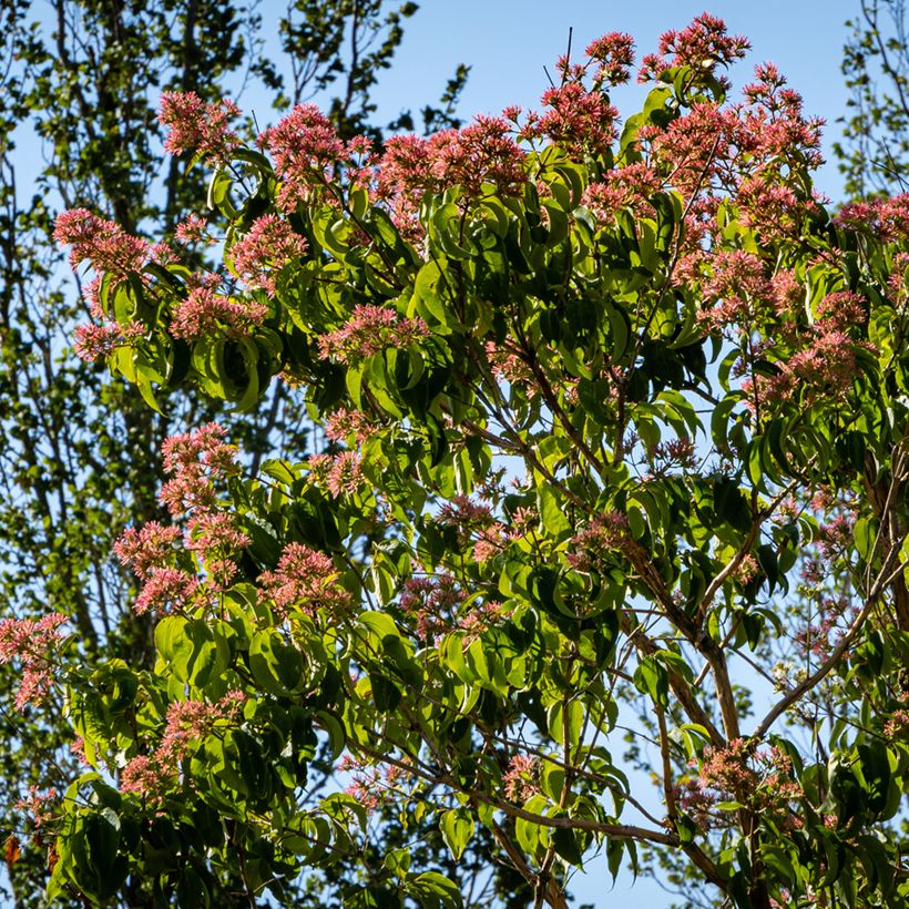 Flor de siete hijos Temple of Bloom - Heptacodium miconioides (Porte)