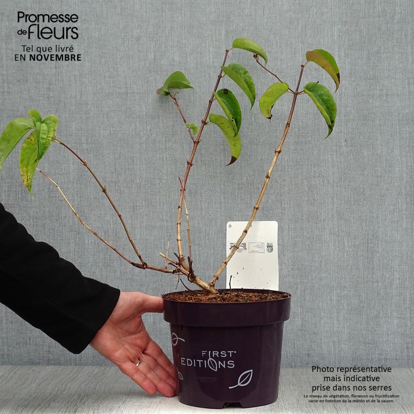 Ejemplar de Heptacodium miconioides Tianshan en pot de 3/4L entregado en otoño