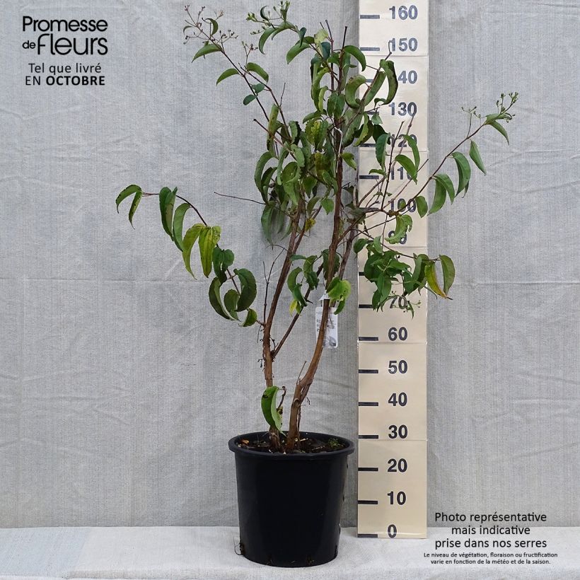 Ejemplar de Heptacodium miconioides en pot de 20L/25L entregado en otoño