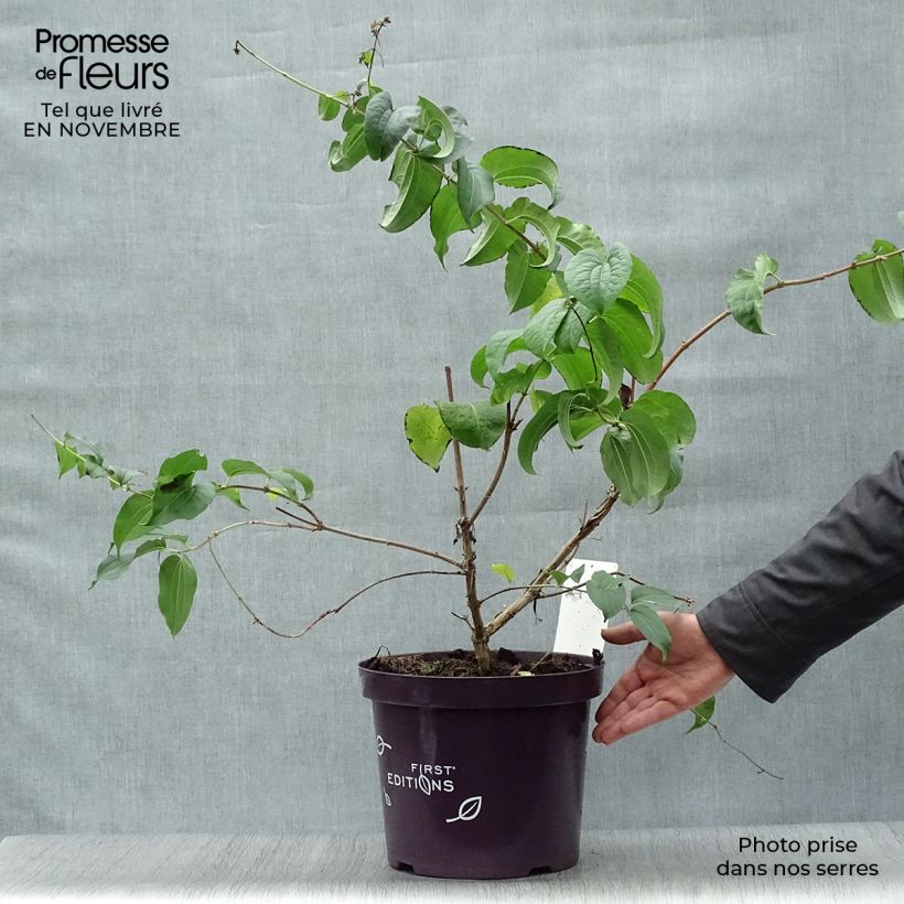 Ejemplar de Heptacodium miconioides en pot de 3.5L entregado en otoño