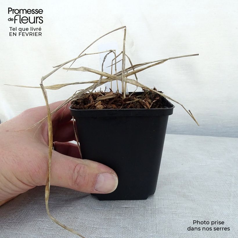 Herbe du Japon - Hakonechloa macra Naomi Godet de 9cm Ejemplar entregado en invierno