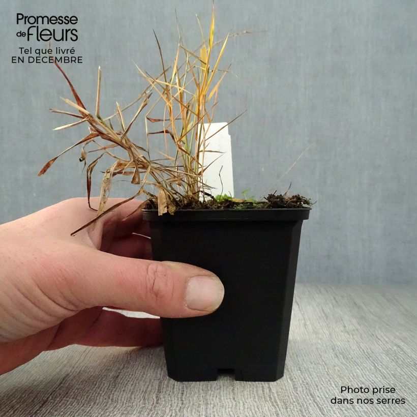 Herbe du Japon - Hakonechloa macra Nicolas en godet de 9 cm Ejemplar entregado en invierno