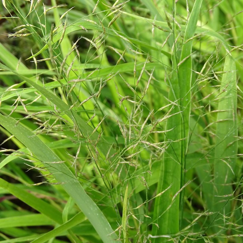 Hakonechloa macra - Hierba de Hakone (Floración)