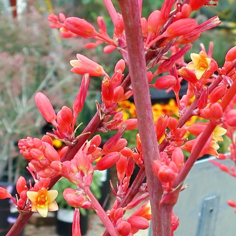 Hesperaloe parviflora - Yuca Roja (Floración)