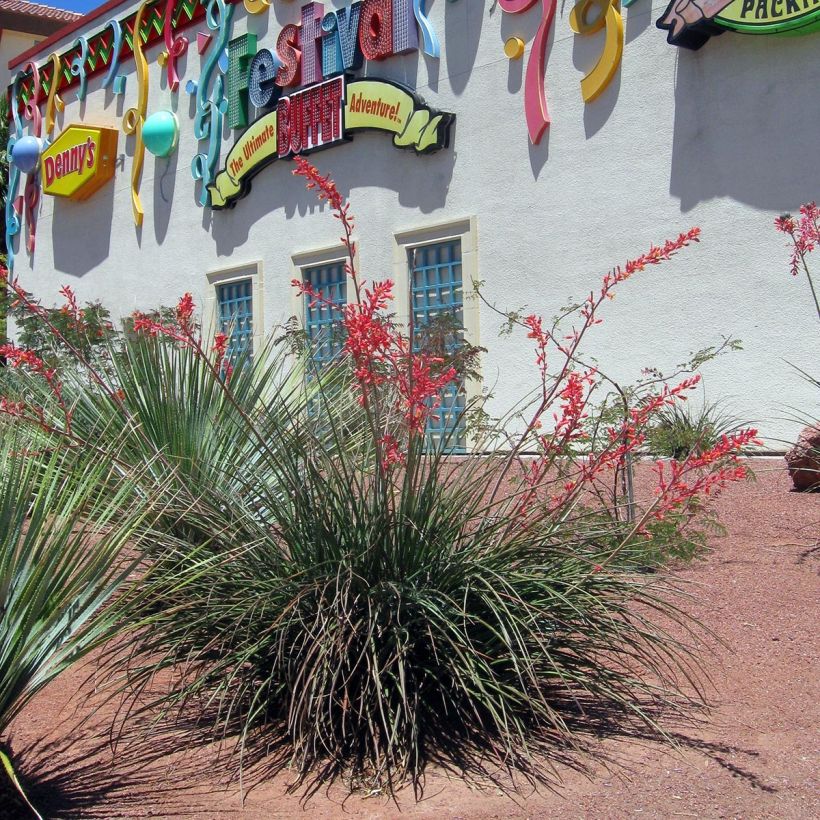 Hesperaloe parviflora - Yuca Roja (Porte)