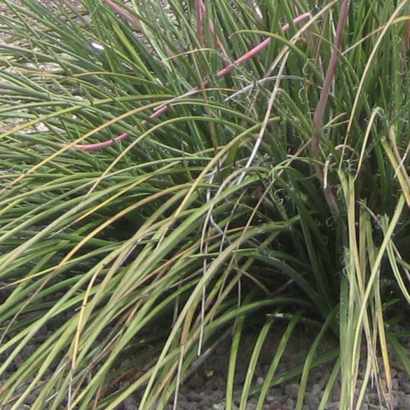 Hesperaloe parviflora Rubra - Yuca Roja (Follaje)