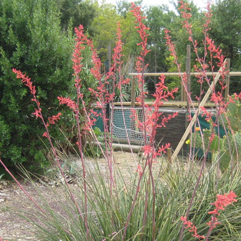 Hesperaloe parviflora Rubra - Yuca Roja (Floración)