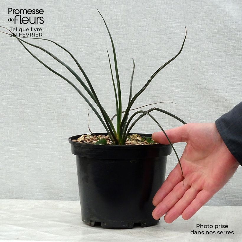 Hesperaloe parviflora Rubra - Yucca Rouge. Pot de 2L/3L Ejemplar entregado en invierno