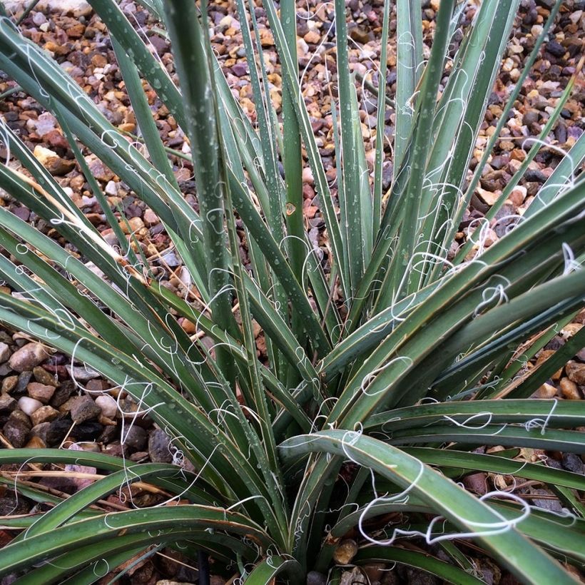 Hesperaloe parviflora Rose des Sables - Yuca Roja (Follaje)