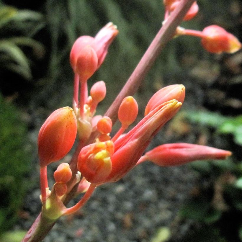 Hesperaloe parviflora Rose des Sables - Yuca Roja (Floración)