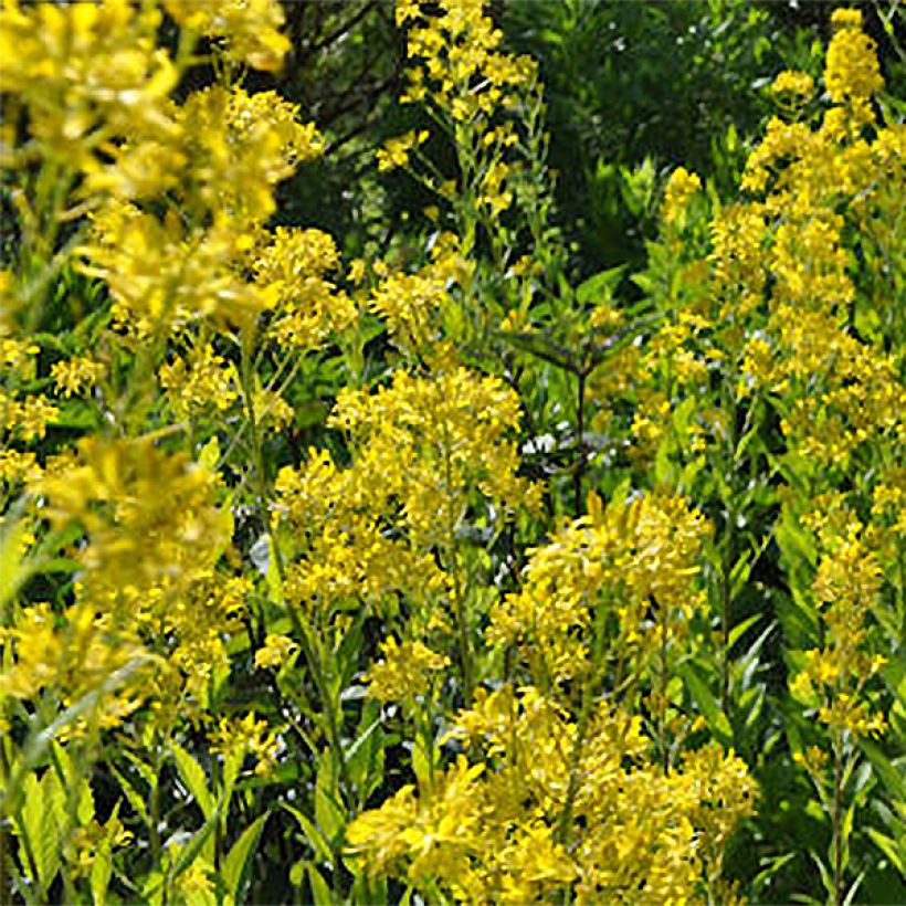 Hesperis lutea - Hesperis amarilla (Floración)