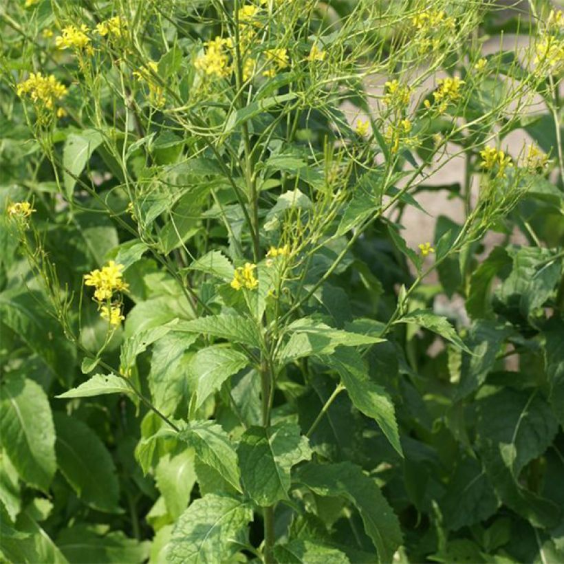 Hesperis lutea - Hesperis amarilla (Porte)