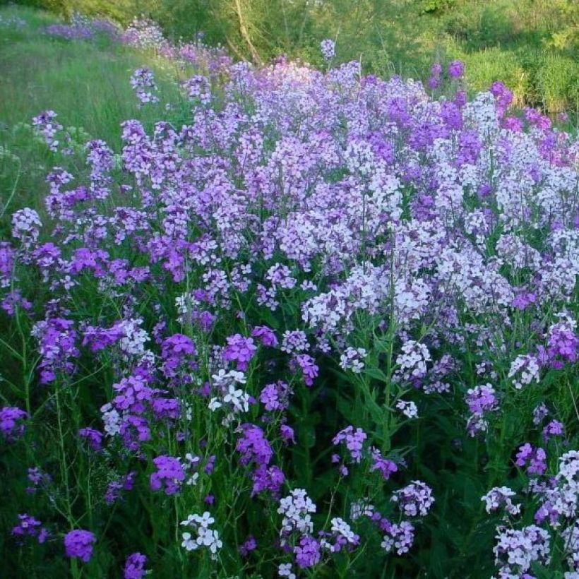 Violeta de los Jardines - Hesperis matronalis (Porte)