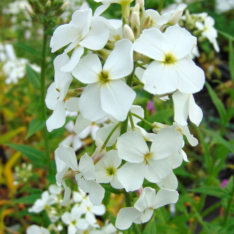 Violeta de los Jardines Blanca - Hesperis matronalis (Floración)