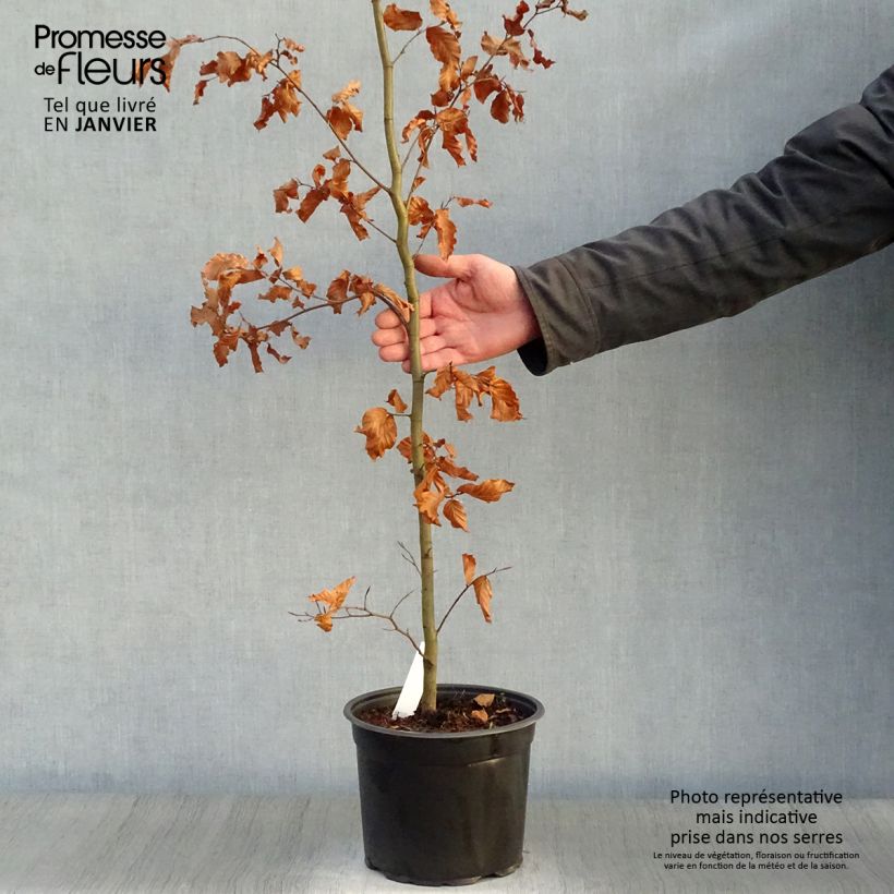 Hêtre commun - Fagus sylvatica en pot de 3L/4L Ejemplar entregado en invierno