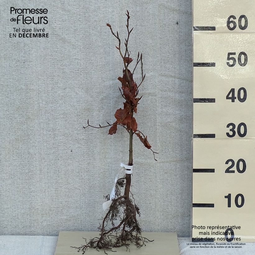 Fagus sylvatica - Haya común Raíces desnudasAltura de entrega aprox. 40/60cm Ejemplar entregado en invierno