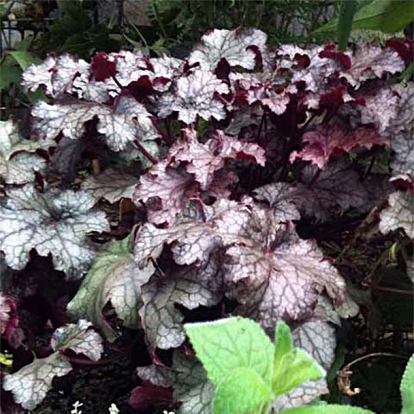 Heuchera Amethyst Myst (Floración)