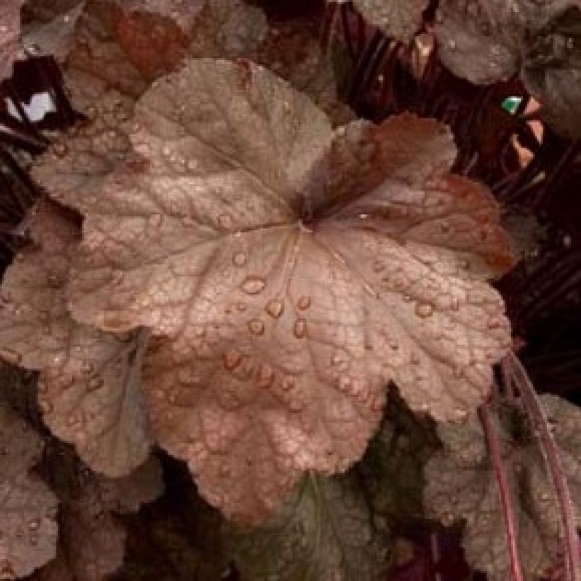 Heuchera Beaujolais (Follaje)