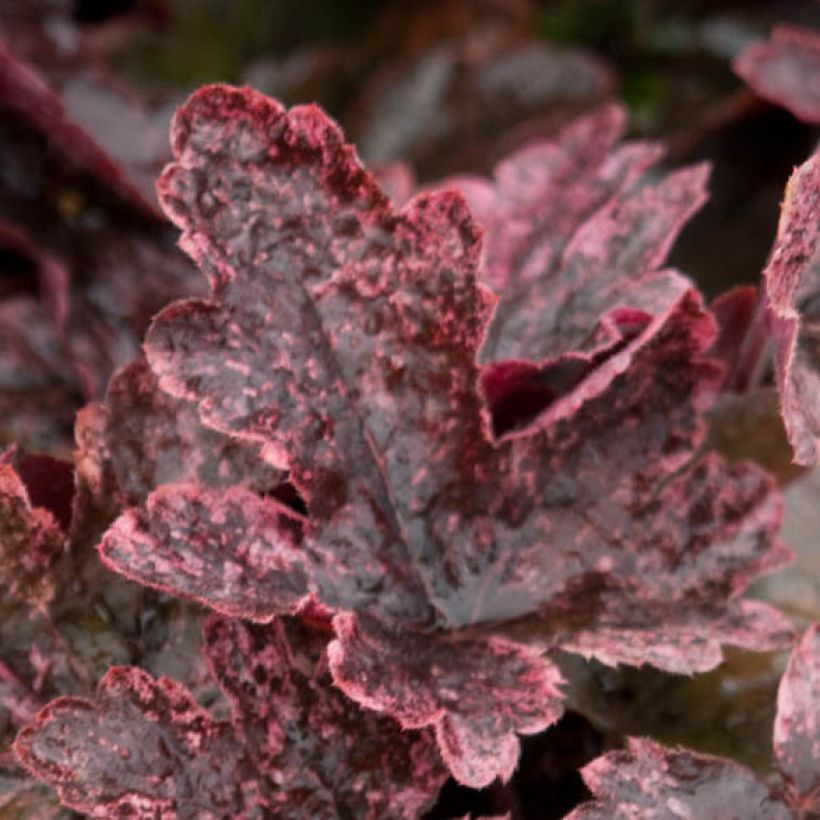 Heucherella Berry Fizz (Follaje)