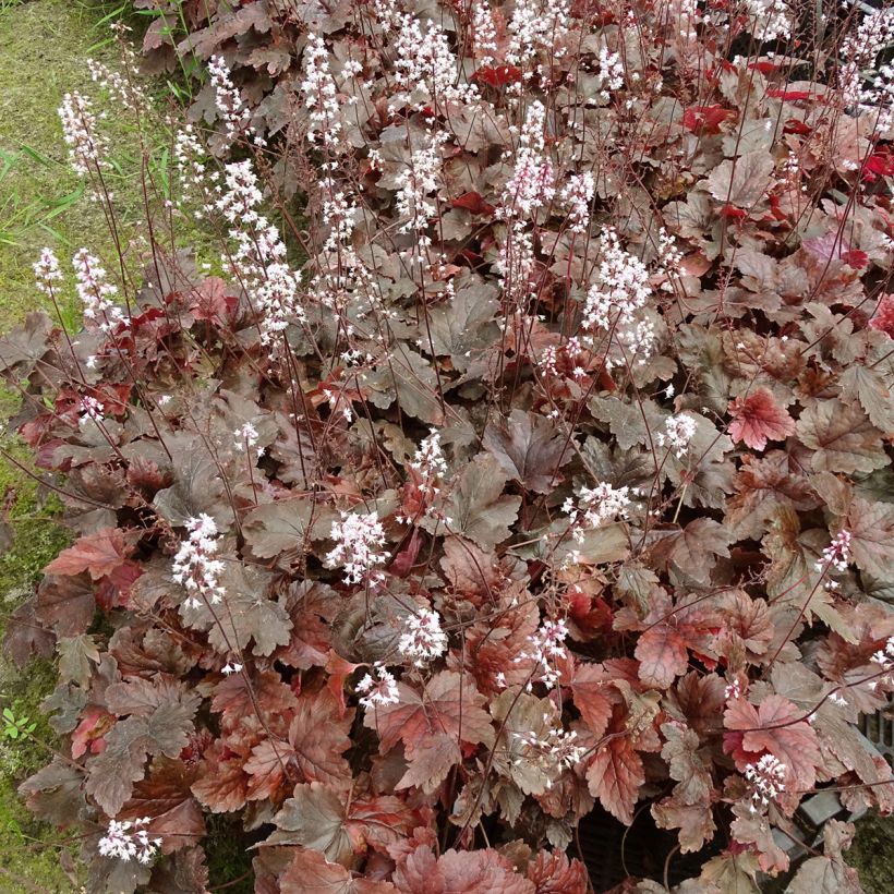 Heucherella Berry Fizz (Porte)