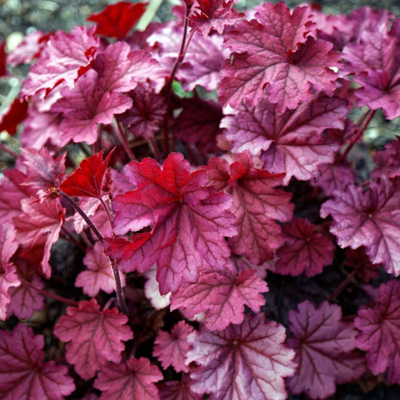 Heuchera Berry Smoothie (Follaje)