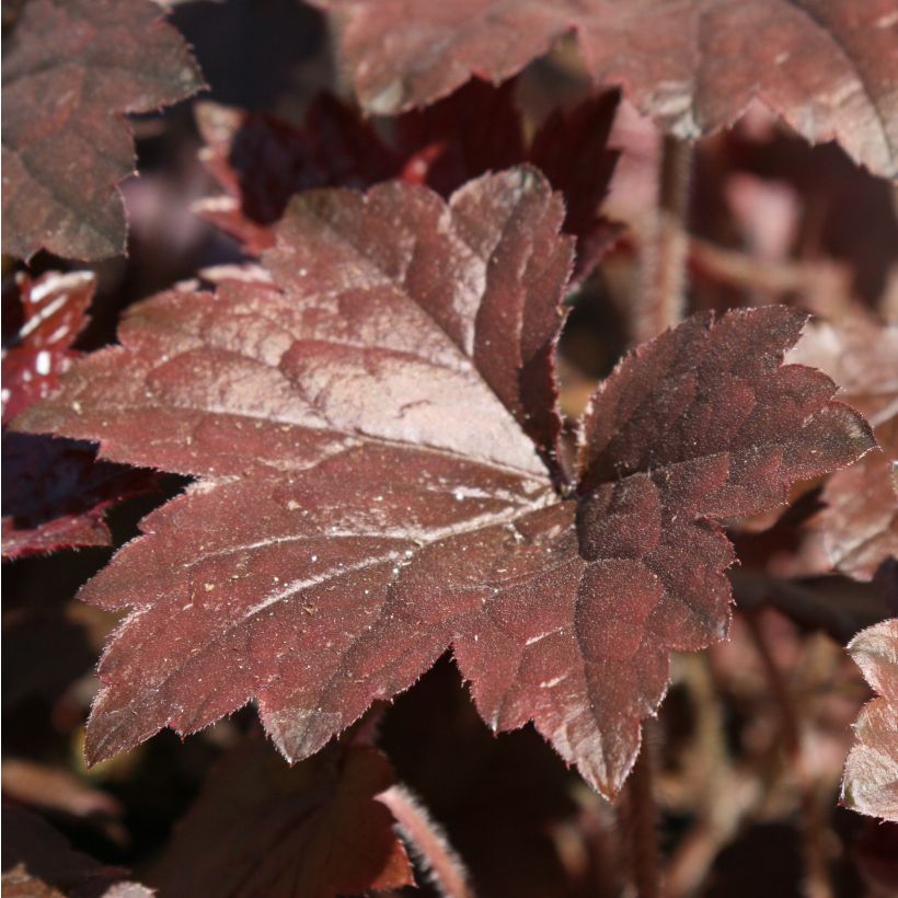 Heuchera Blackout (Follaje)