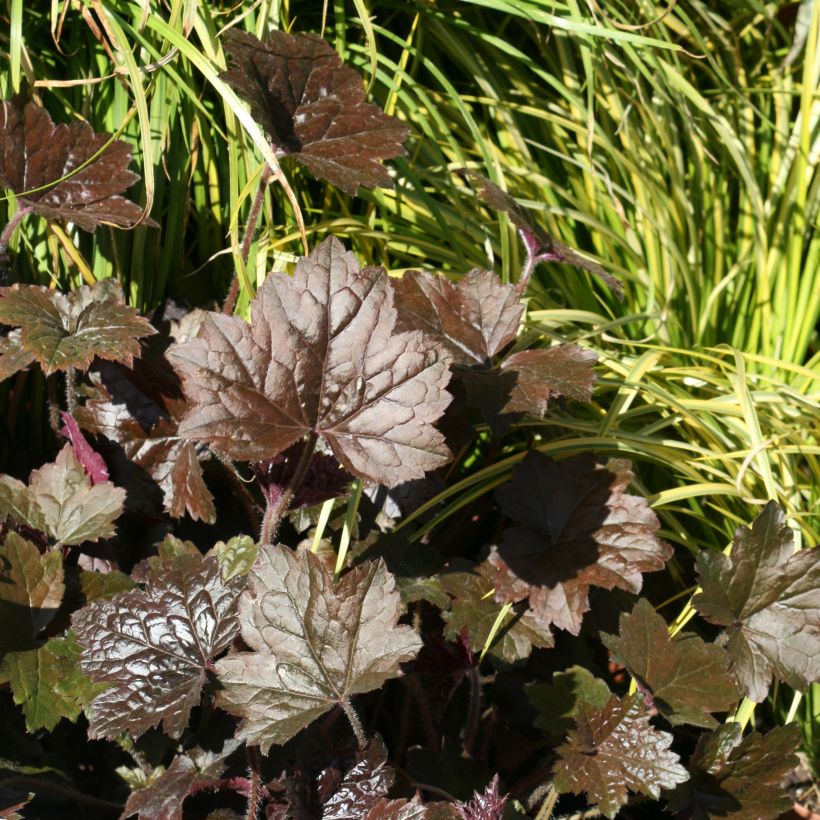 Heuchera Blackout (Porte)