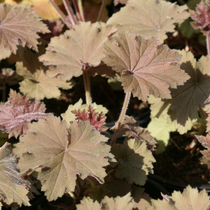 Heuchera villosa Bronze Beauty (Follaje)