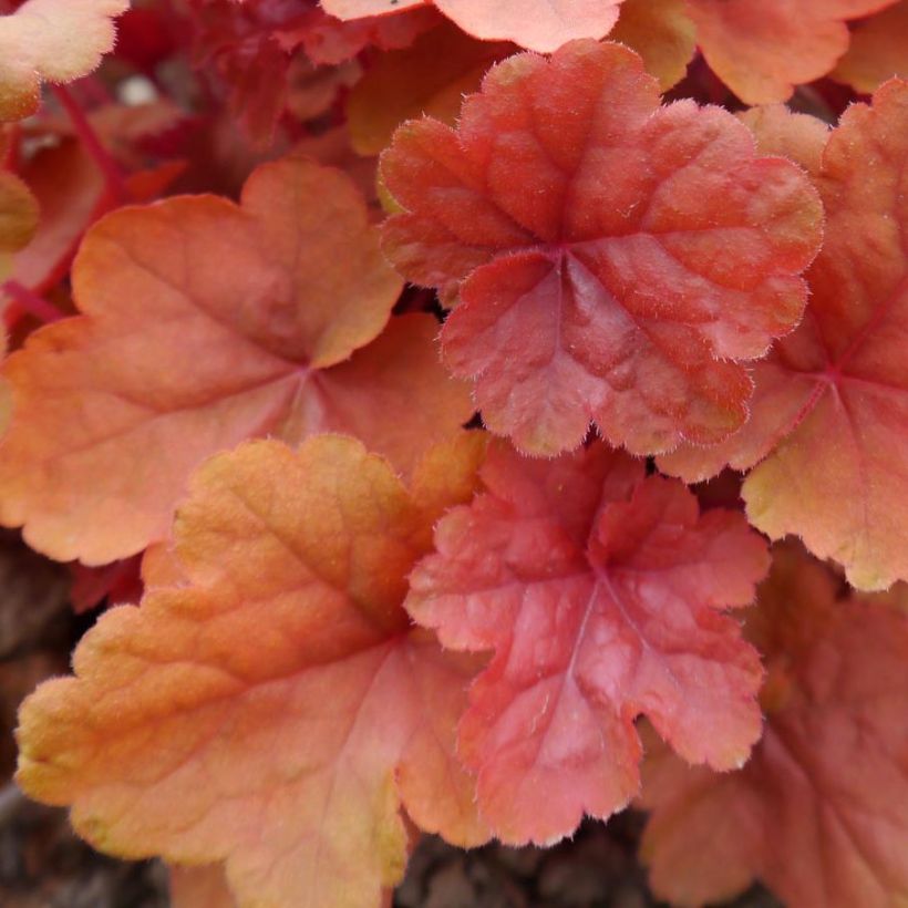 Heuchera Caribbean Sea (Follaje)