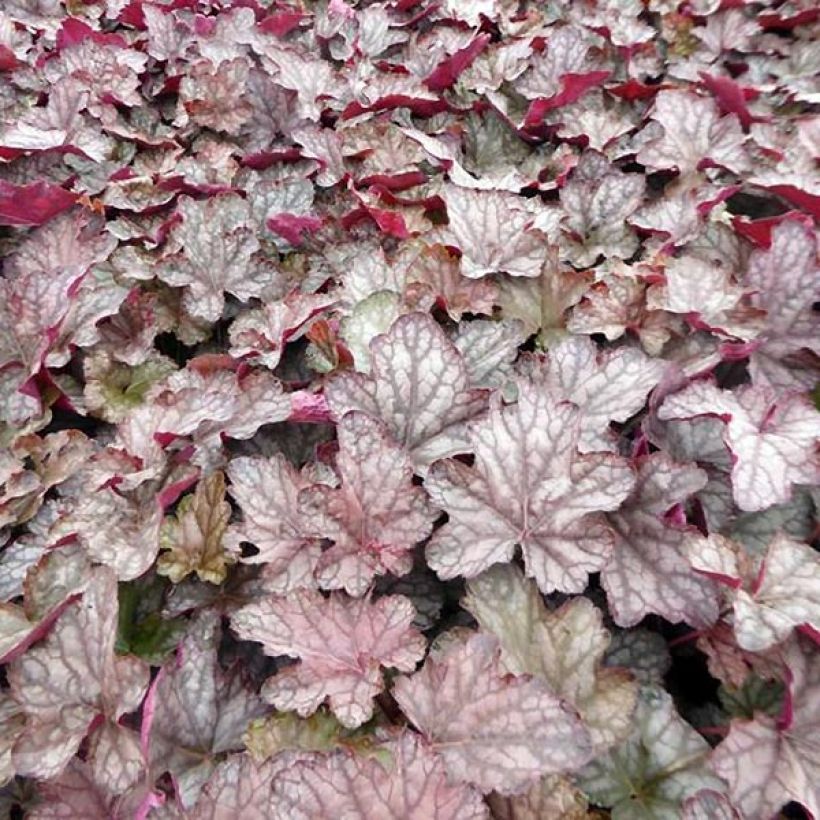 Heuchera Cascade Dawn (Follaje)