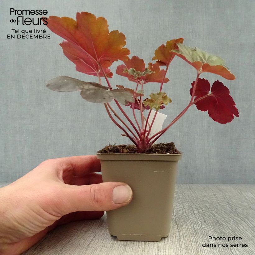 Heuchère - Heuchera Cherry Cola Godet de 9cm Ejemplar entregado en invierno