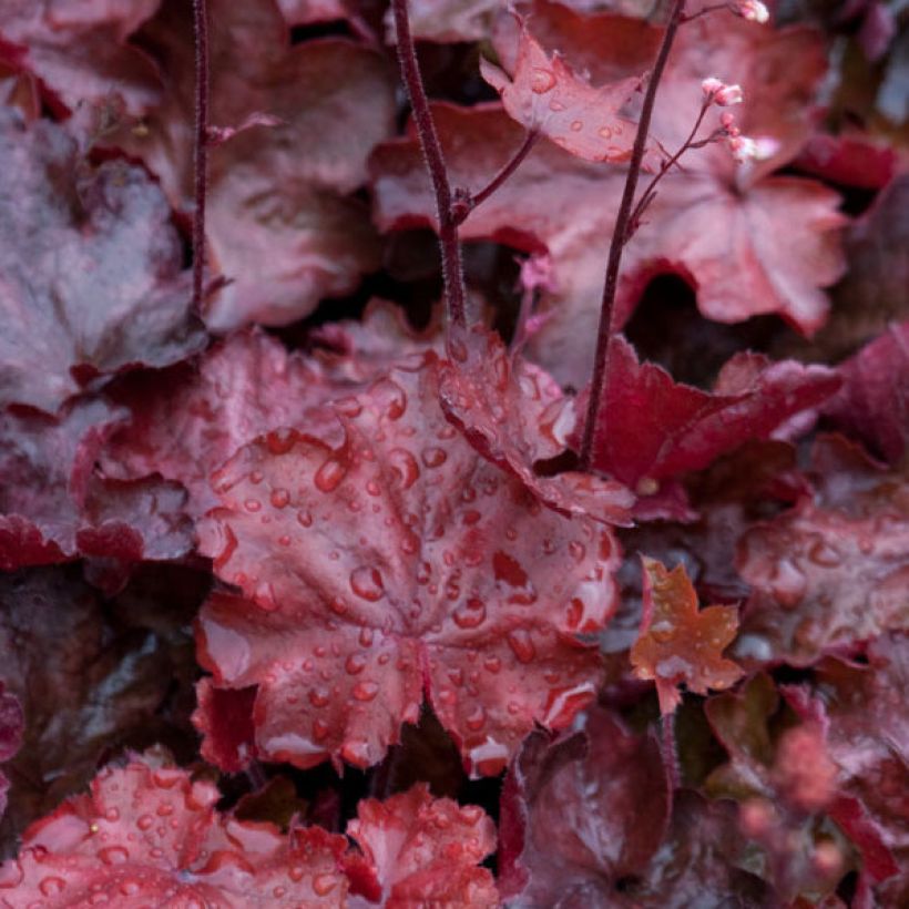 Heuchera Fire Chief (Follaje)