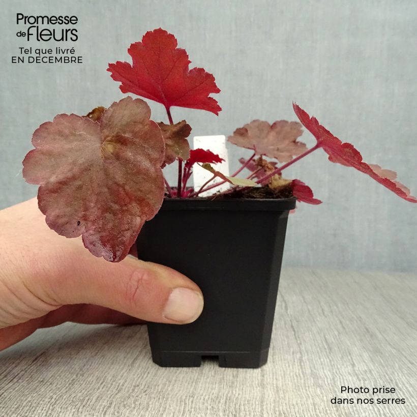 Heuchère - Heuchera Fire Chief Godet de 9cm Ejemplar entregado en invierno