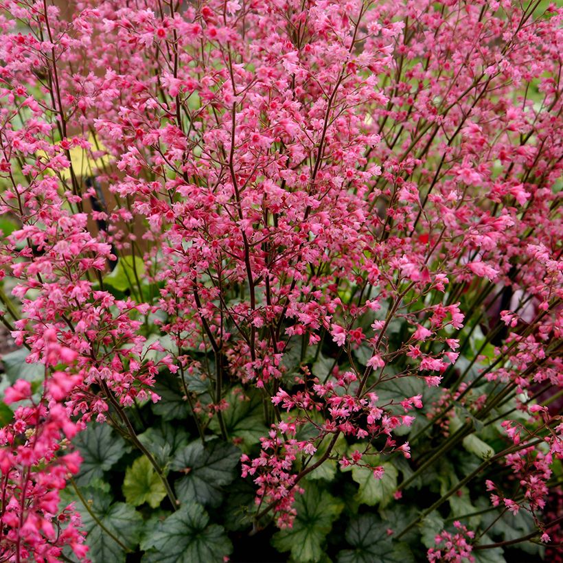 Heuchera Flower Power (Porte)