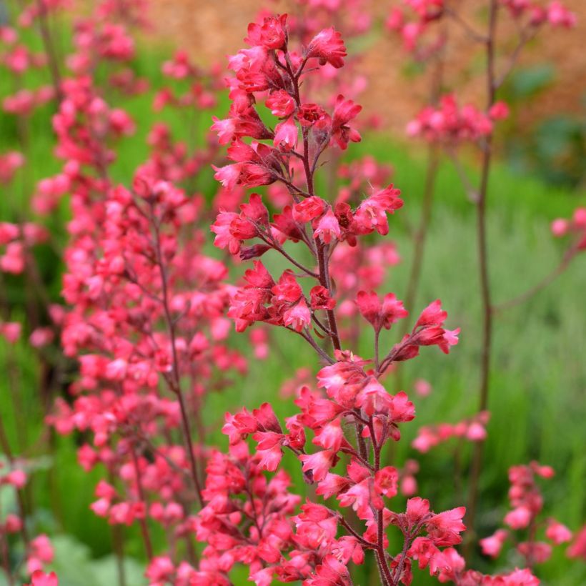 Heuchera Flower Power (Floración)