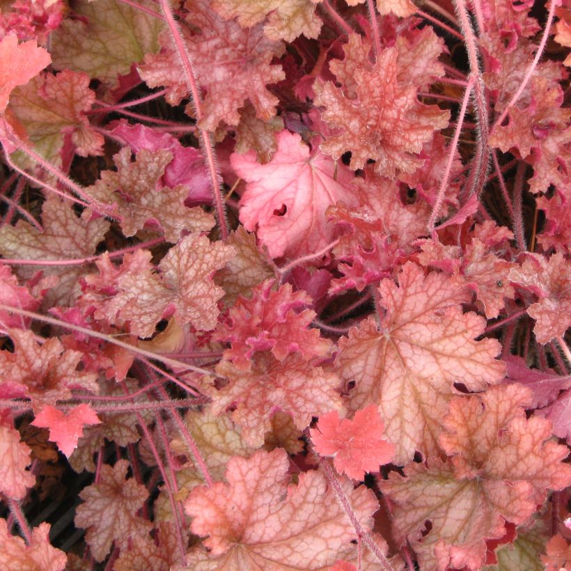 Heuchera Ginger Peach (Follaje)