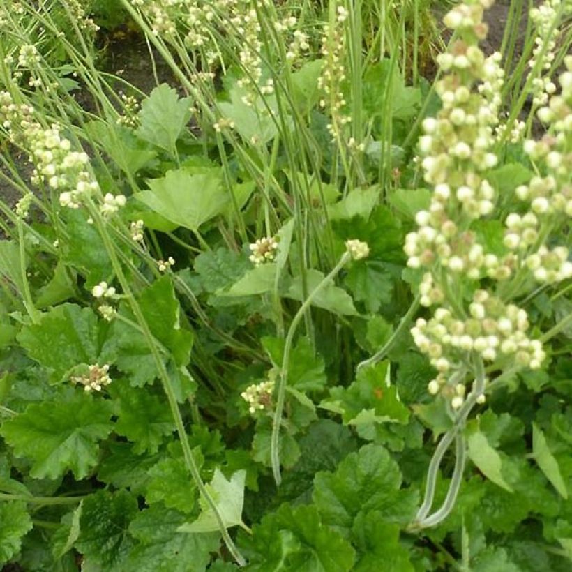 Heuchera Green Ivory (Follaje)