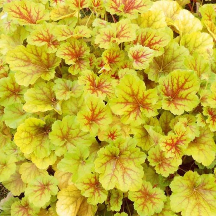 Heuchera Happy Flames (Follaje)